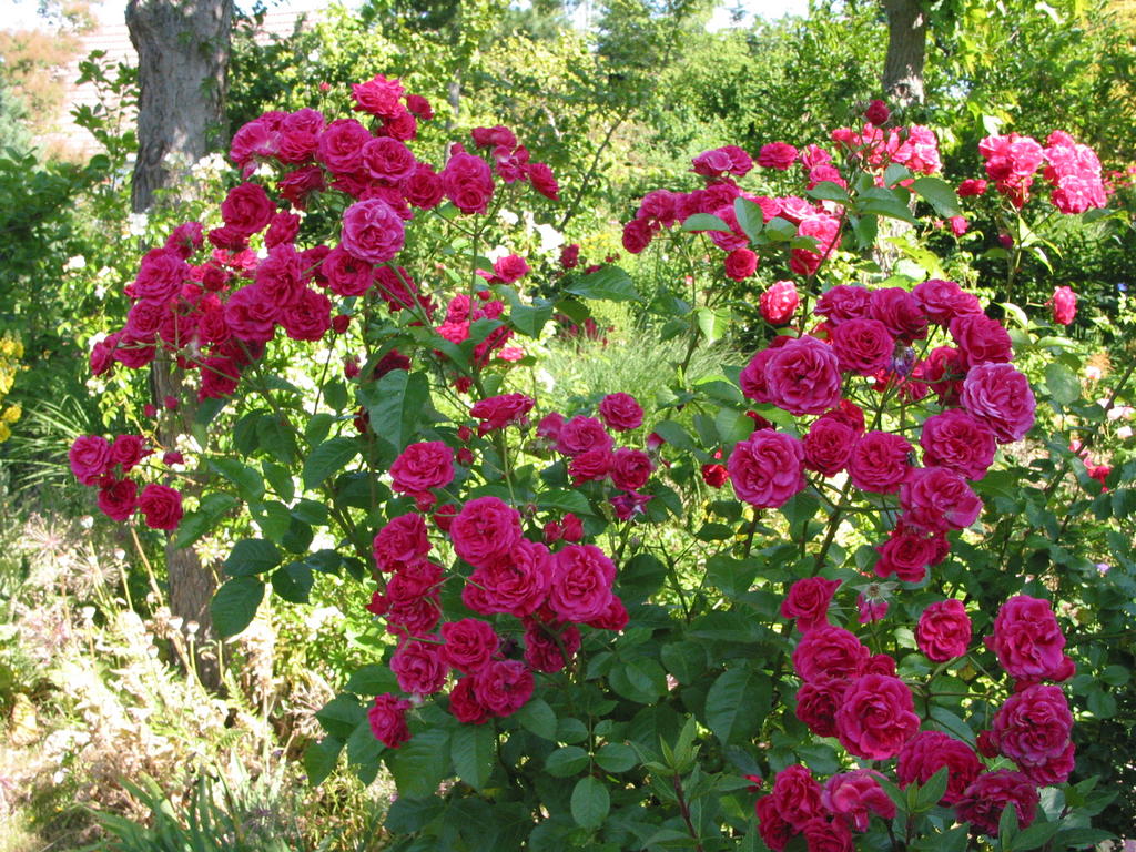 Futtaker Schlingrose (Kletterrose, 1905) – Saxdorfer Pfarrgarten