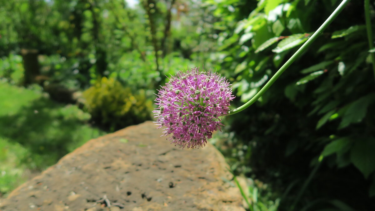 Der Garten ist offen Saxdorfer Pfarrgarten